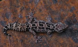 Hemidactylus ruspolii - cb female 65.jpg