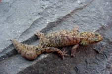 Afroedura loveridgei.jpg