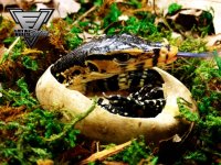 WM-egg-moss-C-1-13-1a-750.jpg