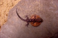 Afroedura loveridgei - juvenile.jpg