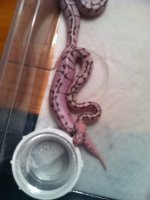ball python.jpeg