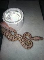 ball python 2.jpg