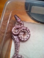 ball python 3.jpeg