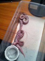 ball python1.jpeg