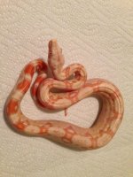 kahlalbinobaby.jpg