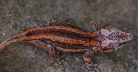 R. auriculatus2b.jpg
