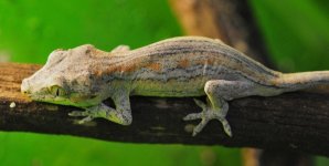 R. auriculatus1b.jpg