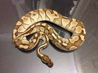 lesser.jpg