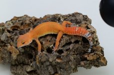 DSC_0075.jpg