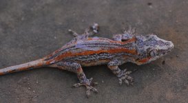 R. auriculatus3b.jpg