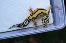 DSC_0250c.jpg