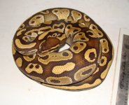 MOJAVE F.jpg
