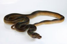 golden child tiger het amel female1.jpg