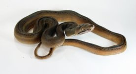 golden child tiger het amel female3.jpg