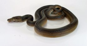 golden child tiger het amel male2.jpg