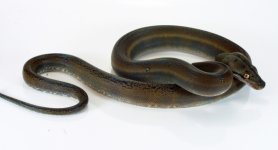 golden child  het amel female1.jpg