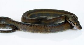 golden child  het amel female2.jpg