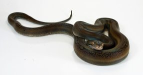 golden child  het amel male1.jpg