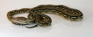tiger het amel female1.jpg