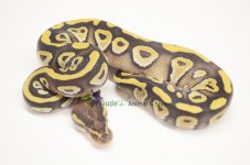 2013GAHMojave3Male.jpg
