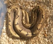 Spider Het Pied Male.jpg