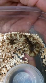 Anaconda het albino F.jpg