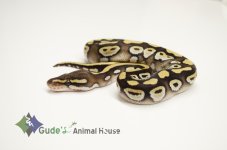2013GAH_Mojave2_Cl1.jpg