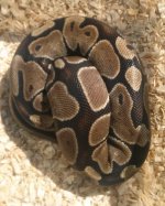 1500 gram Female 1.jpg