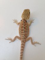 Probable Male 2.jpg