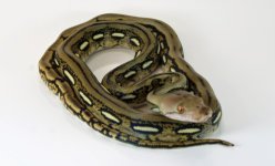 tiger het amel female2.jpg