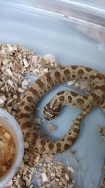 Anaconda Het Albino Female.jpg