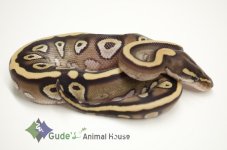 2013GAH_Mojave1_Cl1.jpg