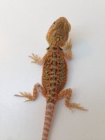 Probable Female 1.jpg