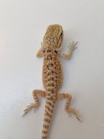 Probable Female 2.jpg