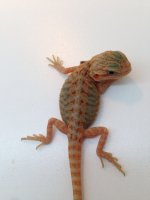 Probable Female 3.jpg