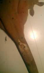 IMAG1168.jpg