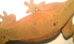IMAG1167.jpg