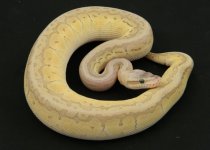 Super pastel lessser pinstripe.jpg