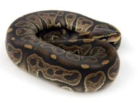 Black Pastel Sable F1.jpg