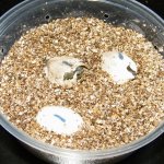 paintedturtlehatchlings.jpg