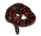 milksnake.jpg