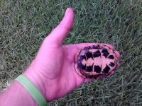 2013-07-04 016.jpg