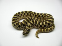 male-2009-green.jpg