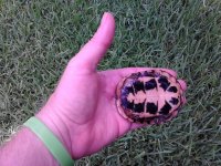 2013-07-04 017.jpg