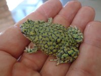 Toads and Turtles 001.JPG