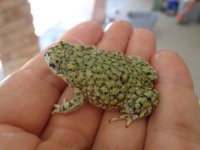 Toads and Turtles 002.JPG