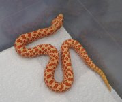 2012-albino-male20g-906x762.jpg
