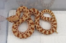 2012-het-albino-female32g-846x546.jpg