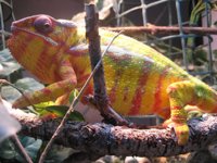 panther_chameleon_2.jpg