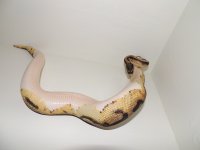 Pied-3.JPG